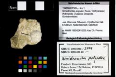 Foto (Objekt + Etikett) von Goniodromites polyodon (Reuss, 1858)  (NHMW-GEO-1990-0041-2509)